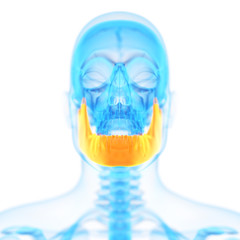 medical 3d illustration of the jaw bone