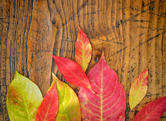 Obraz premium Autumn Leaves over wooden background