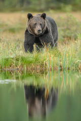 Fototapeta na wymiar Brown bear reflection in Finland