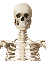 muscle anatomy - the masseter deep