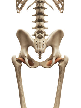 muscle anatomy - the obturator externus