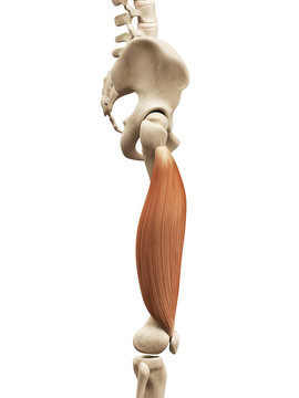 muscle anatomy - the vastus lateralis