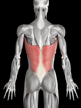 human muscle anatomy - latissimus