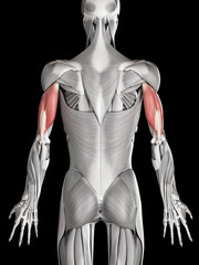 human muscle anatomy - triceps