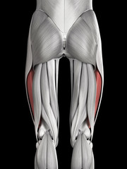 human muscle anatomy - vastus lateralis