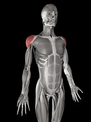 Fototapeta na wymiar human muscle anatomy - deltoid
