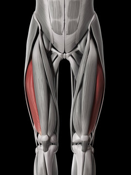 Human Muscle Anatomy - Vastus Lateralis