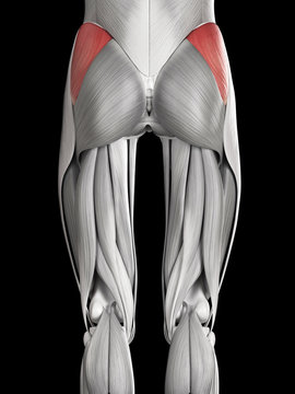 human muscle anatomy - gluteus medius