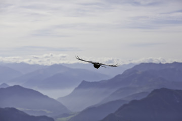 Flug einer Almdohle in den Bayrischen Alpen