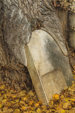 Eine Steinplatte die lange Zeit an einem Baum stand  wird in den Baumstamm eingewachsen