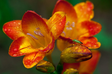 Beautiful freesia flowers with water drops and green insect on
