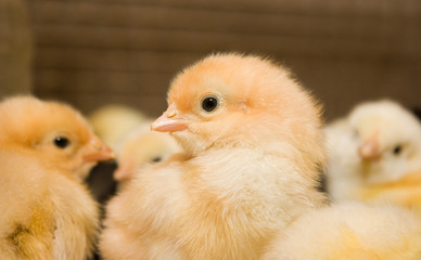 Chicken broilers. Poultry farm