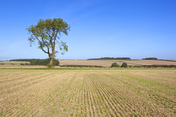 farmland ash tree