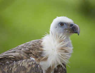 Griffon Vulture (Gyps fulvus)