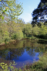 Stover Country Park, Devon