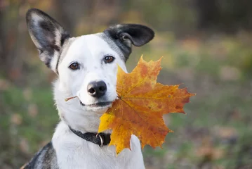Photo sur Plexiglas Chien Cute mixed-breed dog holding autumn yellow leaf