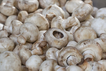 raw mushrooms background closeup