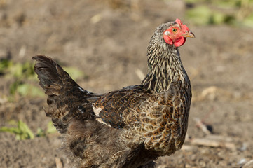 Portrait chicken