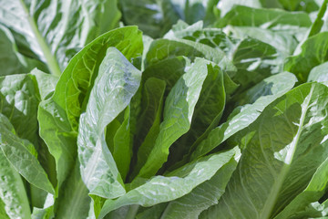 romaine lettuce closeup