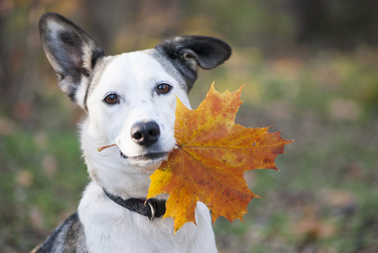 Cute mixed-breed dog holding autumn yellow leaf