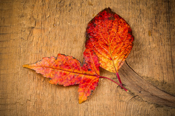 Naklejka na ściany i meble Red wet autumn leaves