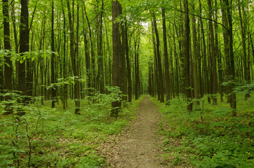 Path in spring green forest