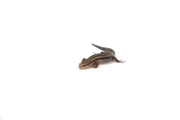 Salamander