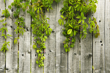 Wooden fence