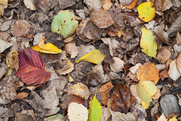 Colorful autumnal fallen leaves lay on the ground in forest