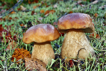 Two mushroom boletus edulis