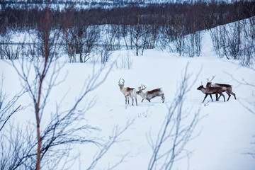 Reindeer. Norway, Scandinavia