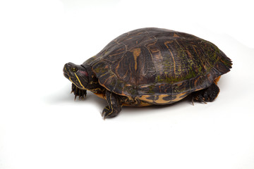 Red-Eared Slider