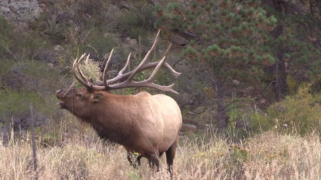 Bull Elk Bugling