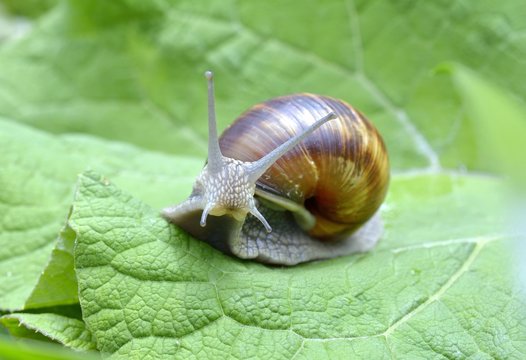 Snail (Helix pomatia)