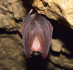 Greater horseshoe bat( Rhinolophus ferrumequinum)