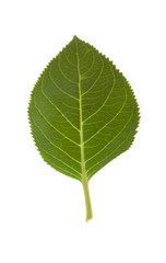 Leaf