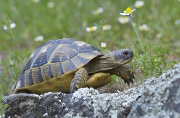 Fototapeta premium Spur thighed turtle (Testudo graeca)