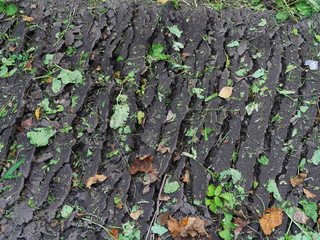 Obraz premium image of colorful leaves on the ground