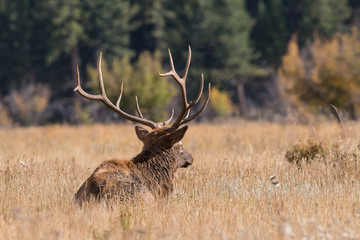 Bull Elk