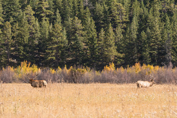 Rutting Bull Elk in meadow