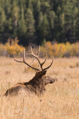 Bull Elk Bedded in Meadow