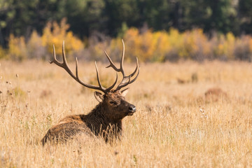 Bedded Bull Elk