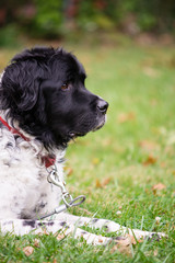 Large Dog Outside