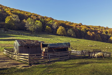 Obraz premium Autumnal landscape with sheepfold and grazing sheep flock