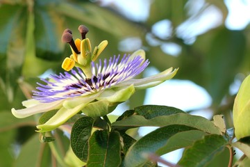 Passionflower