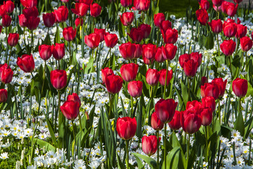 Red Tulips