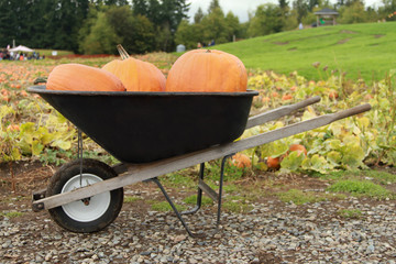 Pumpkins in a Wheelbarrow