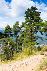 Fototapeta na wymiar pine trees at mountains