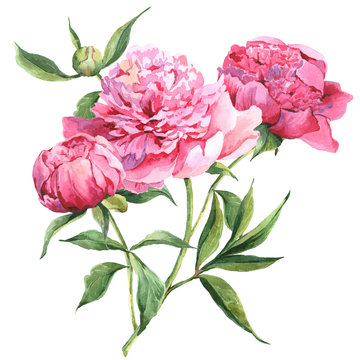 Pink peonies botanical watercolor illustration