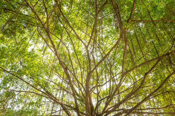 Fototapeta premium Banyan Tree